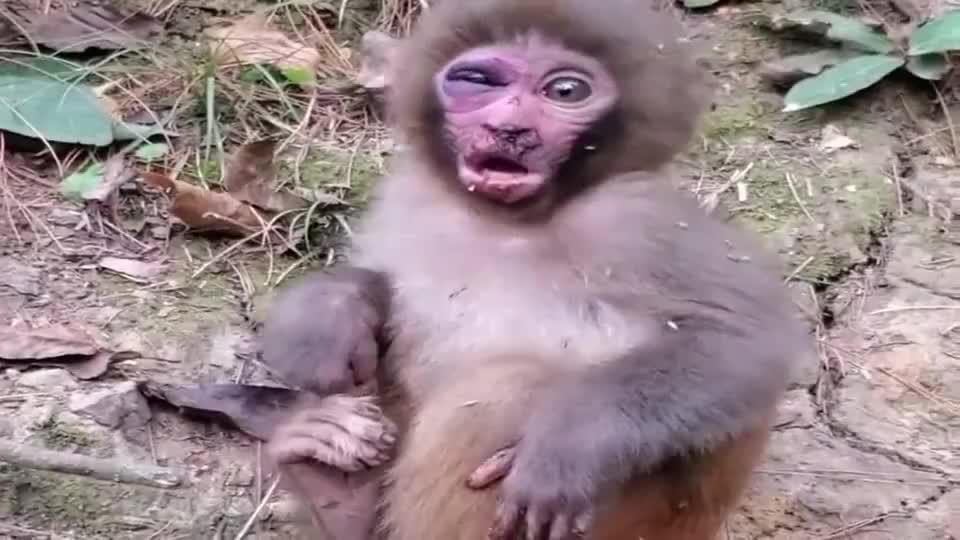 小猴子太可怜了,被揍得鼻青眼肿吃东西嘴巴都不敢张大,一定很疼