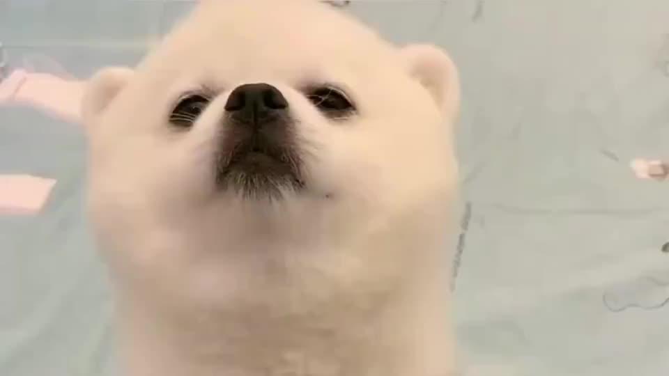 狗狗一犯错就瞪个大眼睛,真的太无辜了,明明是自己犯错