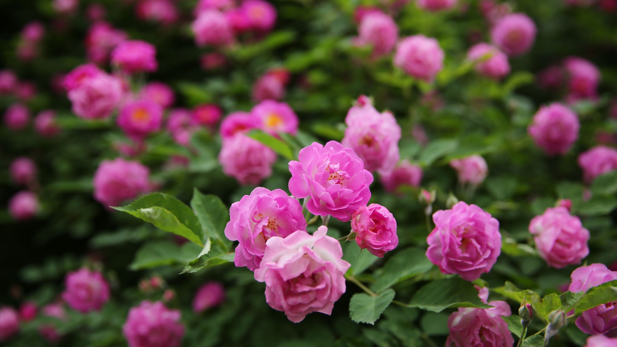 西安曲江街头最美蔷薇花墙暮春时节蔷薇花展露娇颜浪漫唯美
