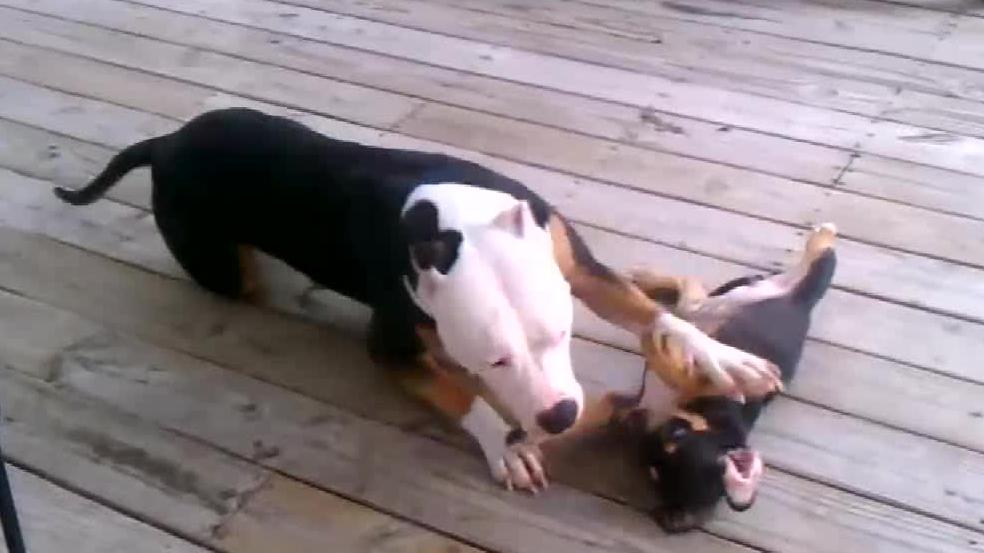比特犬爸爸活力四射 逗幼崽玩耍 体力太强小狗狗都跟不上节奏 比特犬爸爸活力四射 逗幼崽玩耍 体力太强小狗狗都跟不上节奏