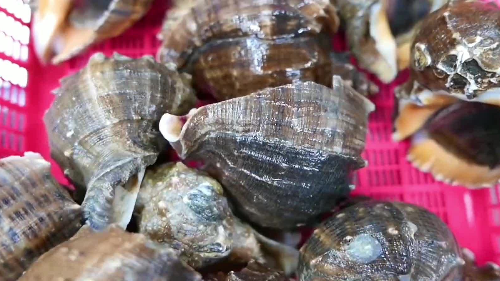 在海边没人捡的腊螺被他低价收购回来做成老饕们最挚爱的鲜味