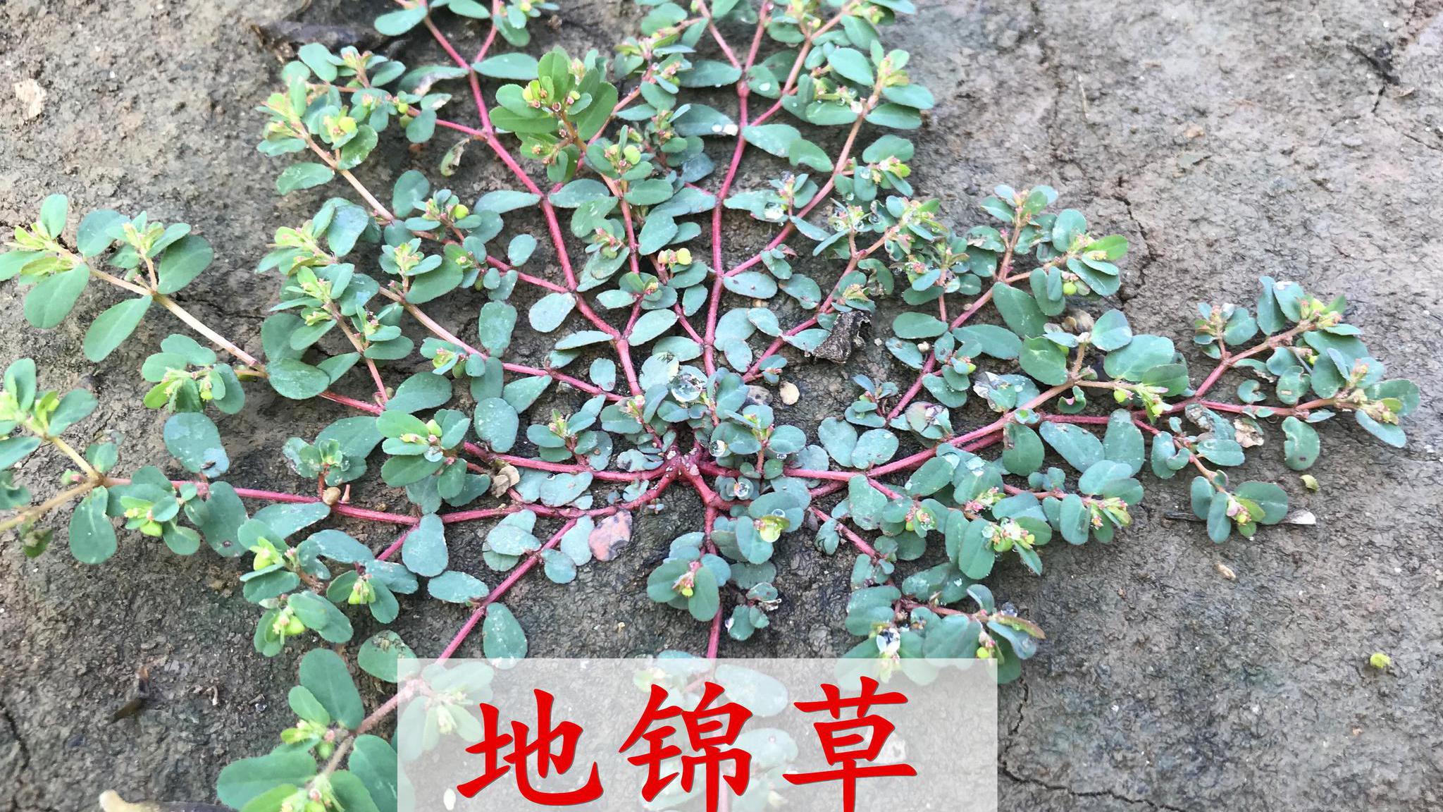 农村路边有一种植物叫地锦草,有人说是马齿苋,你认识吗?