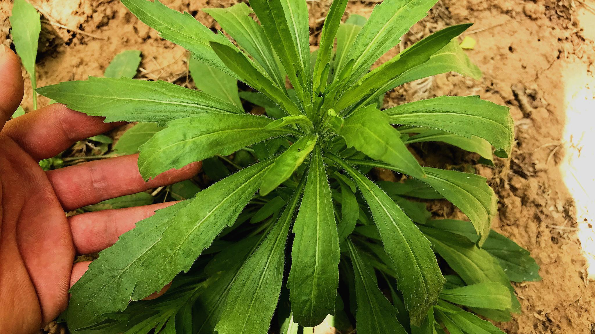 农村田间的小蓬草,有2个用途很实用,懂的人当宝挖回家