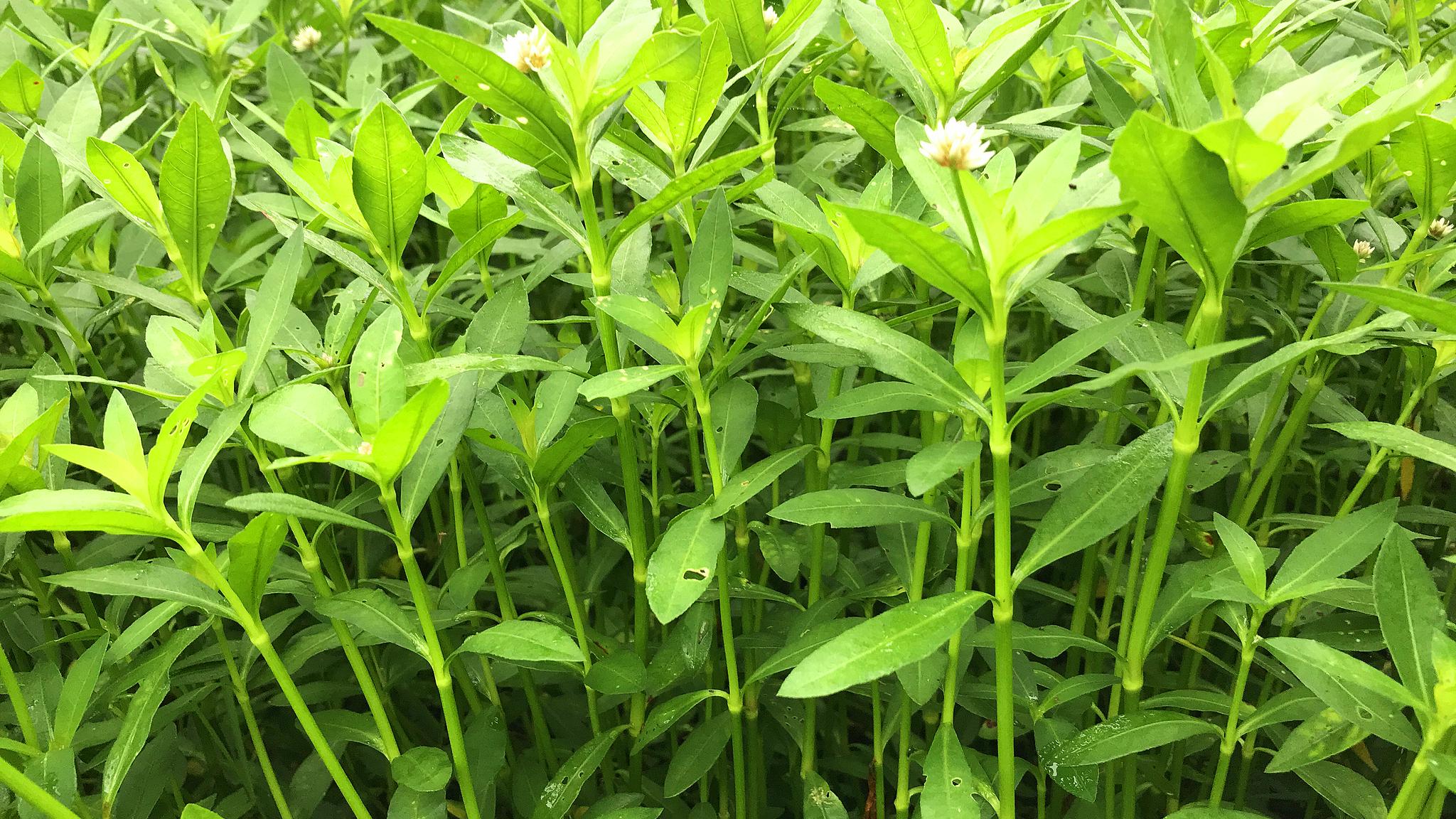 农村河边生长的"水花生",它的危害有多大?难怪农民都讨厌它