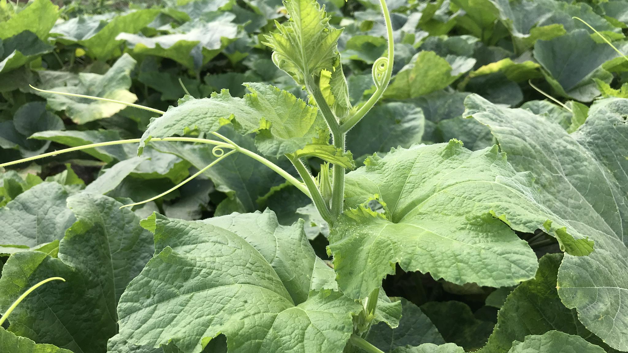 南瓜头又叫"盘肠草",70岁老农告诉你,比南瓜还值钱!