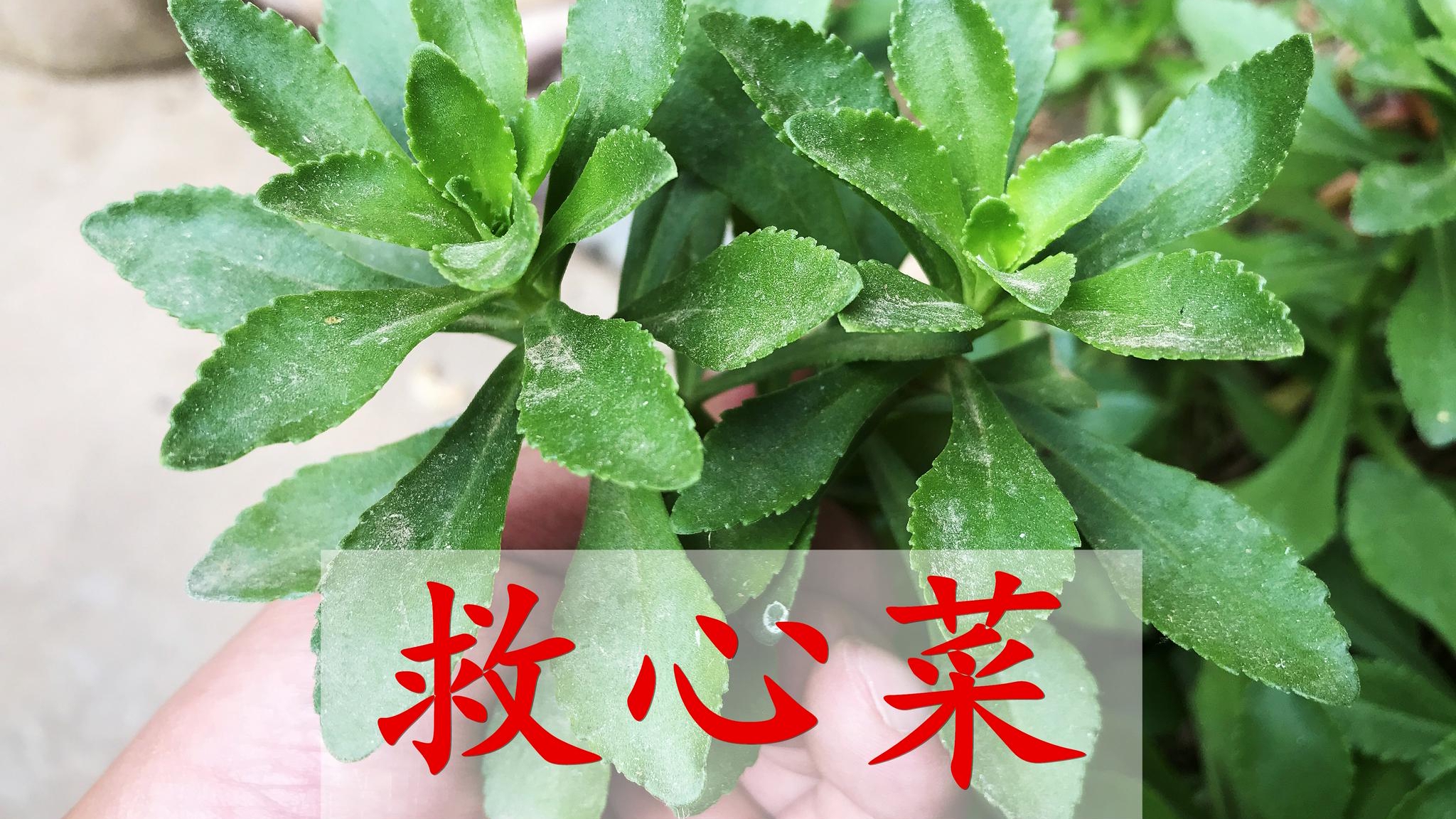 救心菜别名"高钙菜",3个妙用厉害了?老人小孩需要它__财经头条