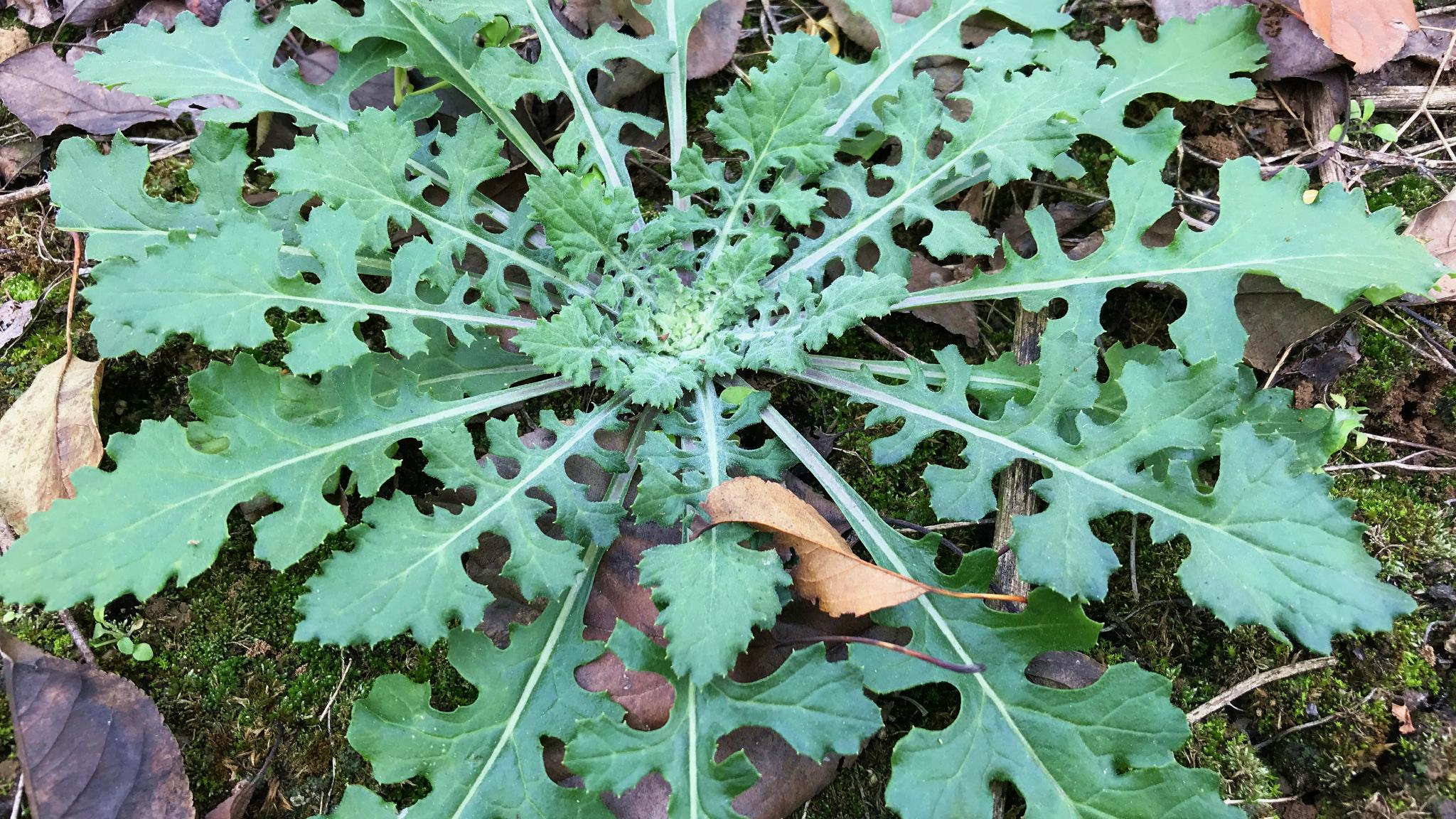 泥胡菜又叫石灰菜是个宝看看到底有啥用30元一斤