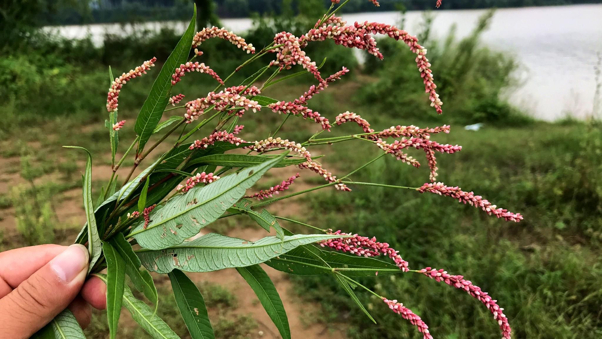 植物辣蓼又叫醉鱼草,比鱼竿实用比鱼枪快,你认识吗?