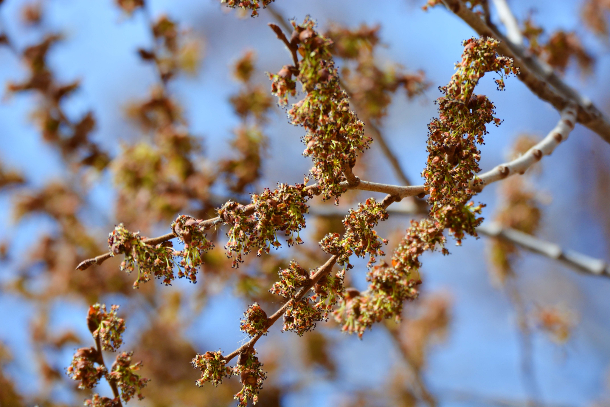 榆树花,原创拍摄