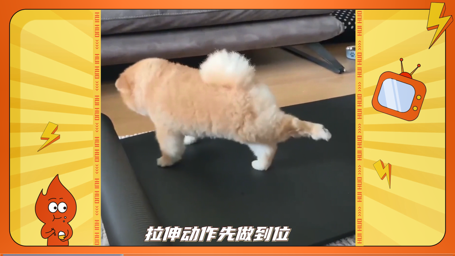 这只修狗勾好像在演我健身的样子,从开始到放弃只需要一分钟|娱乐|搞笑|生活_新浪新闻