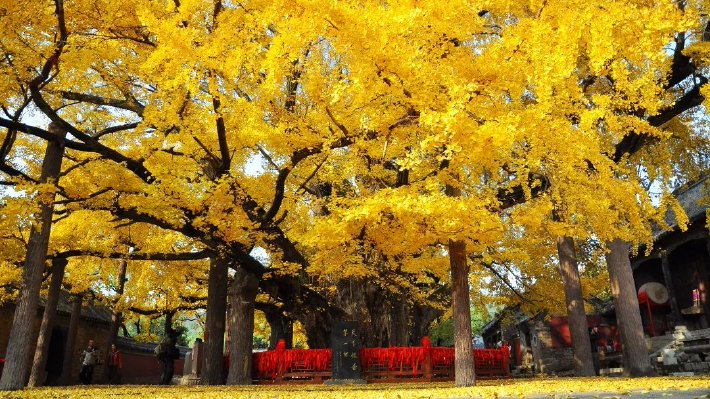 壹直播丨山东莒县千年银杏树迎来最美高光时刻
