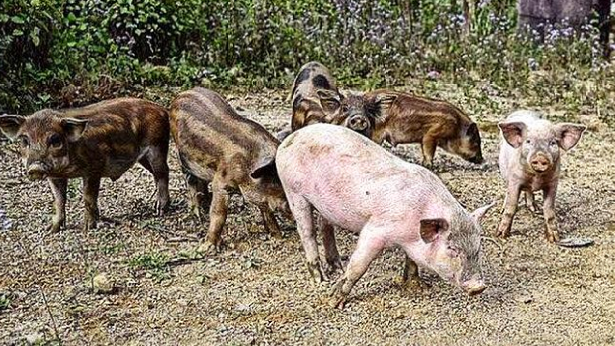 把野猪和家猪关在一起,却发生意外,镜头记录全过程