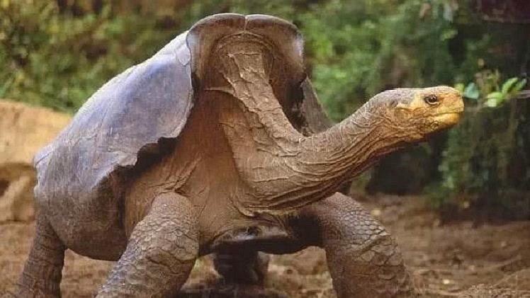 这只"生物"是地球上的"最后一只"如果死亡就意味着灭绝