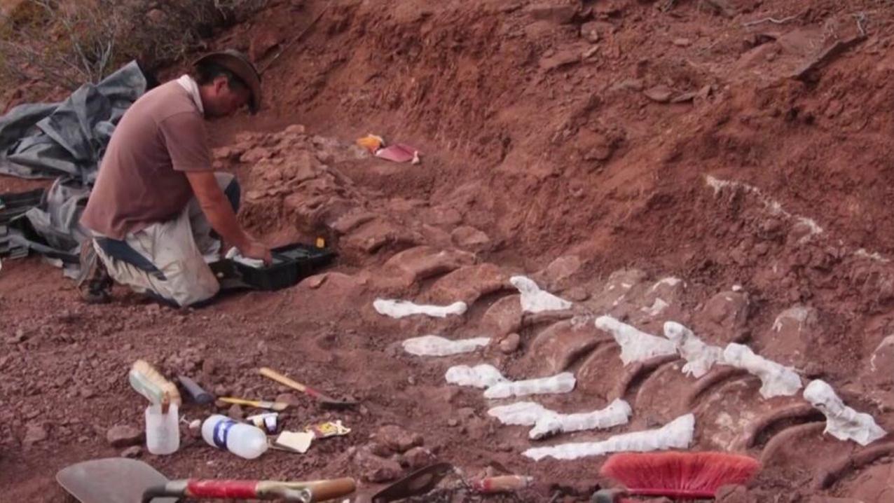 阿根廷出土9800万年前恐龙化石,体型巨大或为史上最大恐龙化石