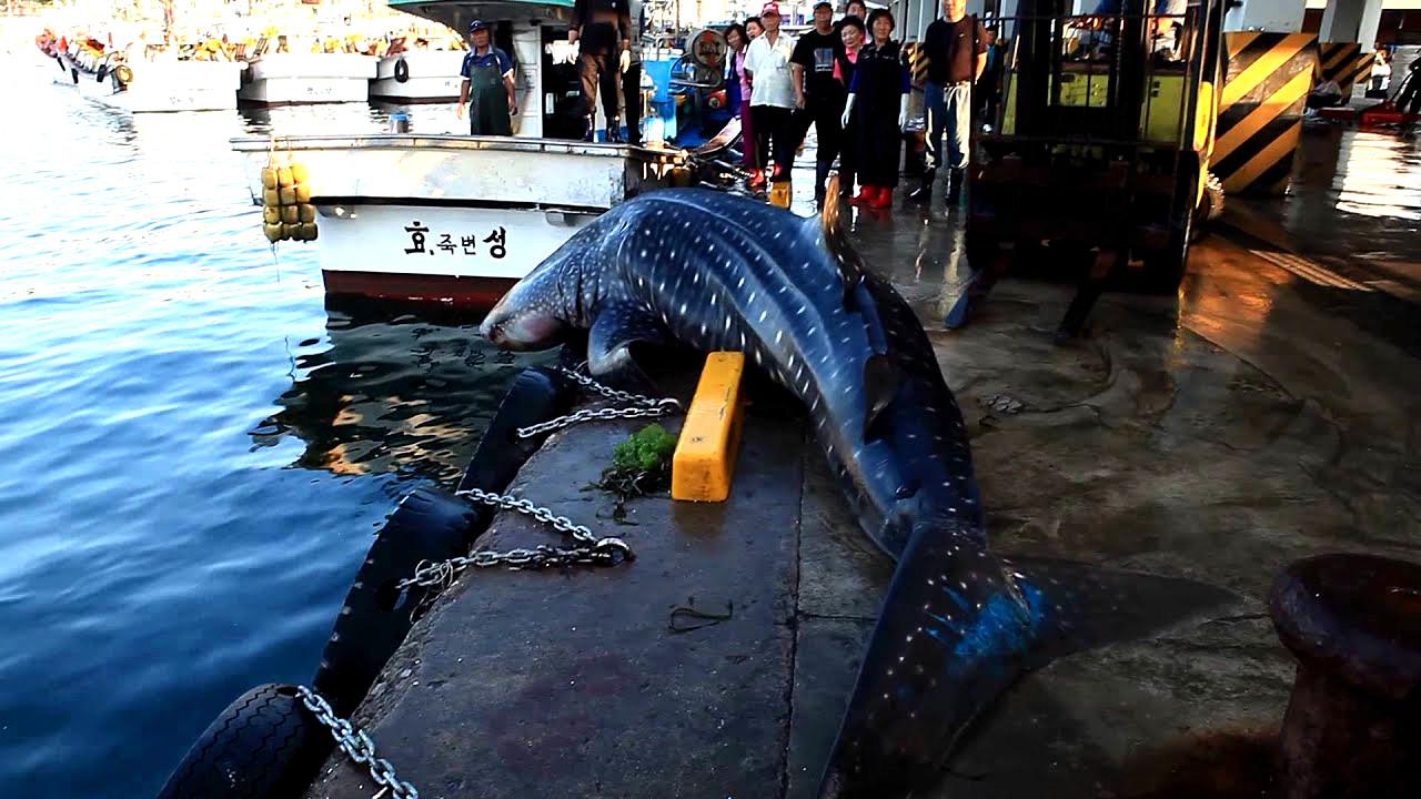 渔民出海捕捉到2米"大黑鱼",得知它的身份后,立马放生了!