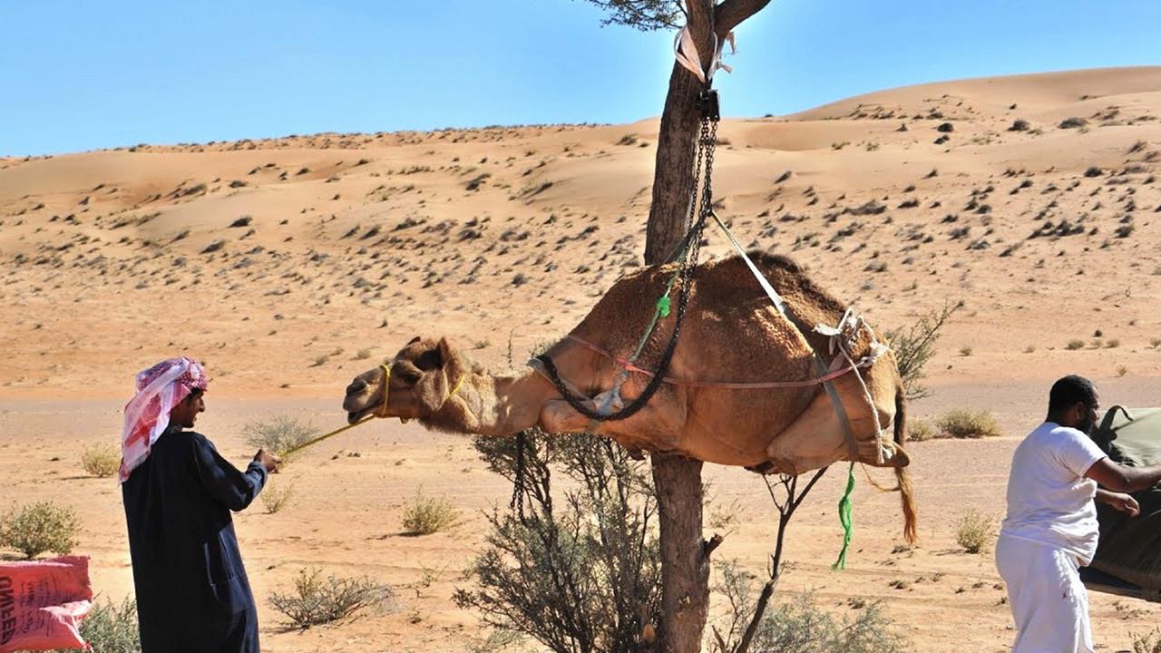 男子在沙漠探险,看到被渴死的骆驼,上前触碰后悔也来不及了