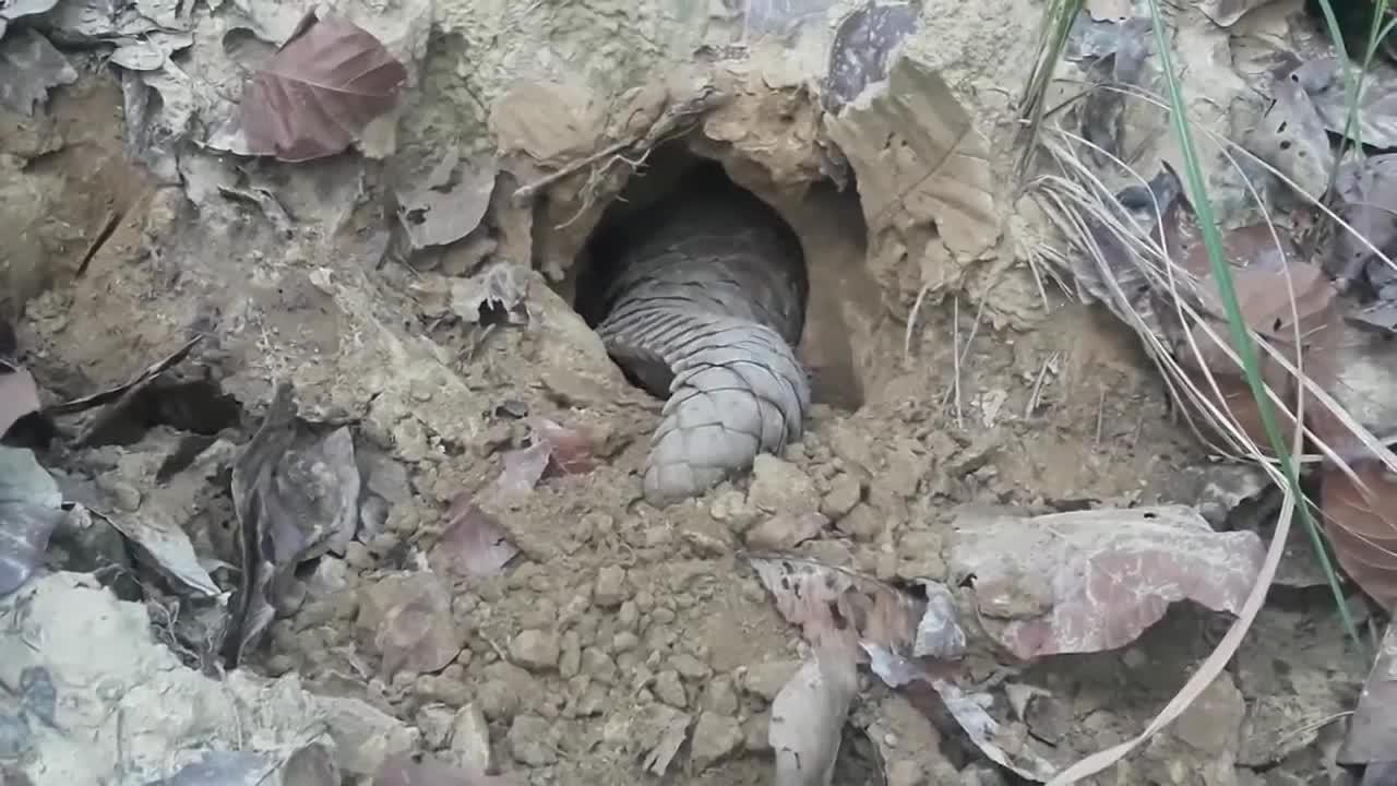 穿山甲挖洞到底有多快?这速度堪比凿山机,镜头拍下全过程