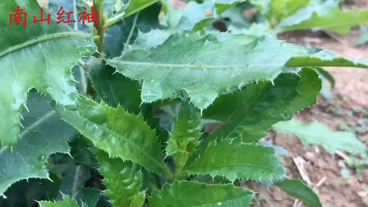 村民称之刺角芽的小野菜,浑身是宝口感好,一起了解下吧