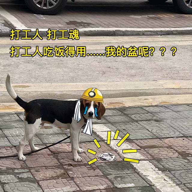 传一个超搞笑的表情包,一只比格犬一脸哀怨看着镜头,地上还有一个铁盆