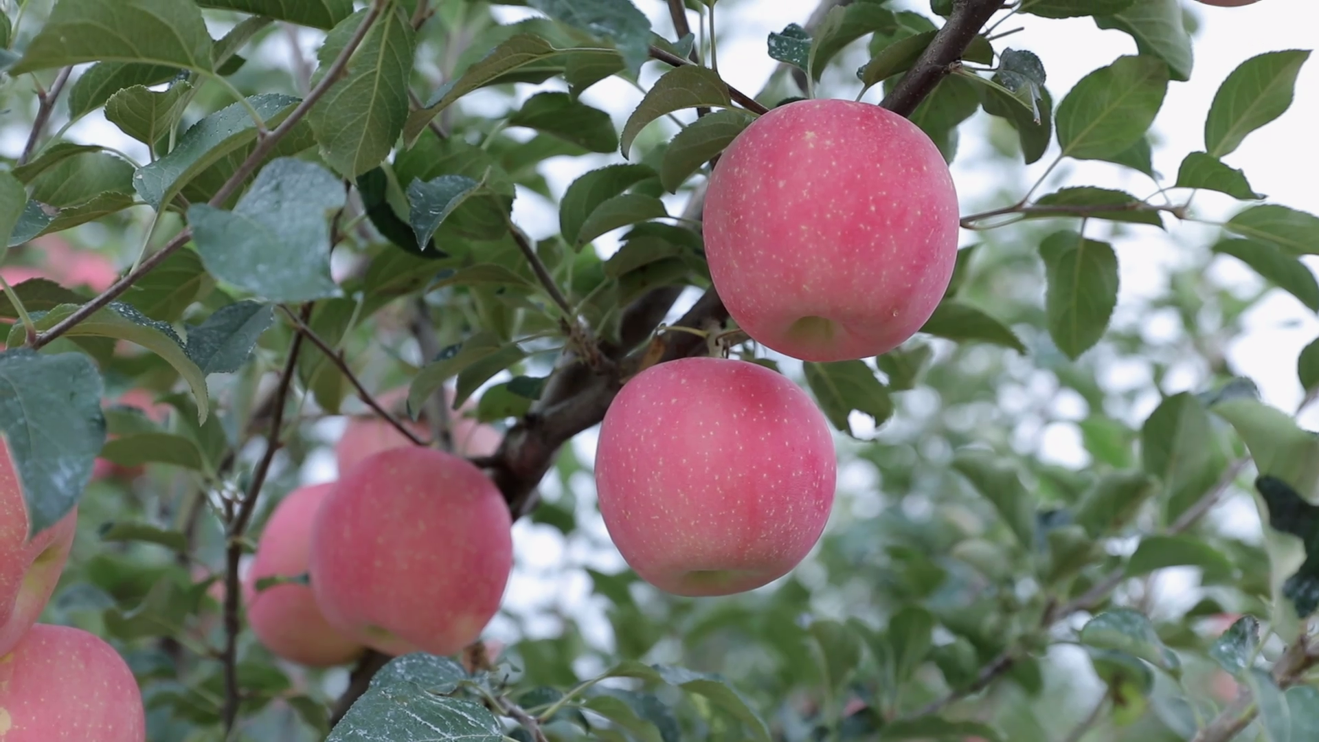 吓一天十几瓶饮料