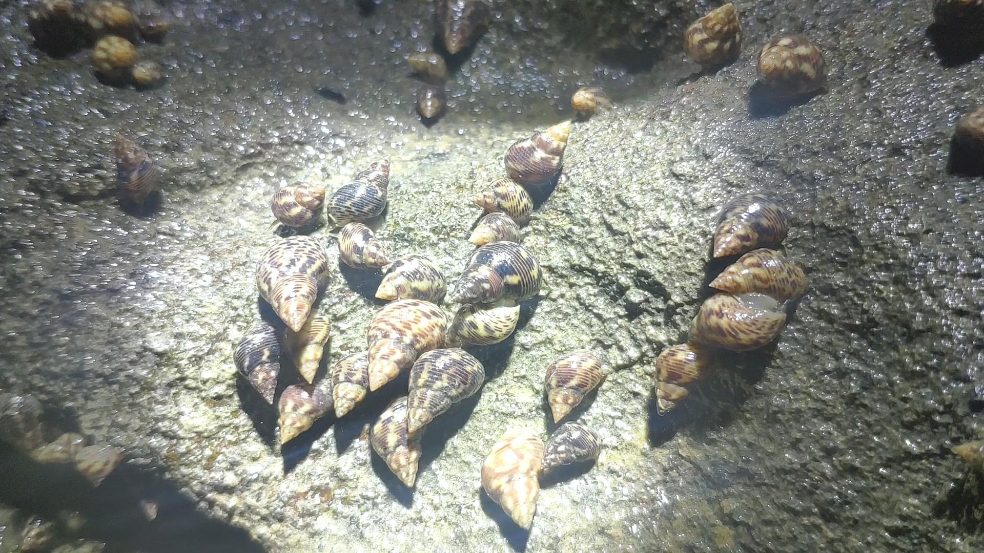 海边捡海螺被罚款3400元 还判处15天监禁