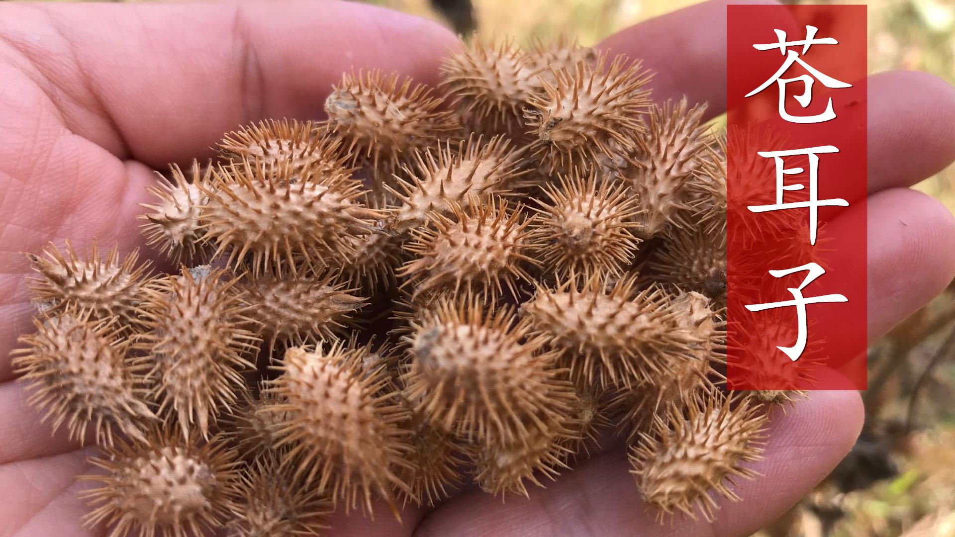 讨人厌的苍耳子,煮水泡脚太厉害了,3个好处会不请自来