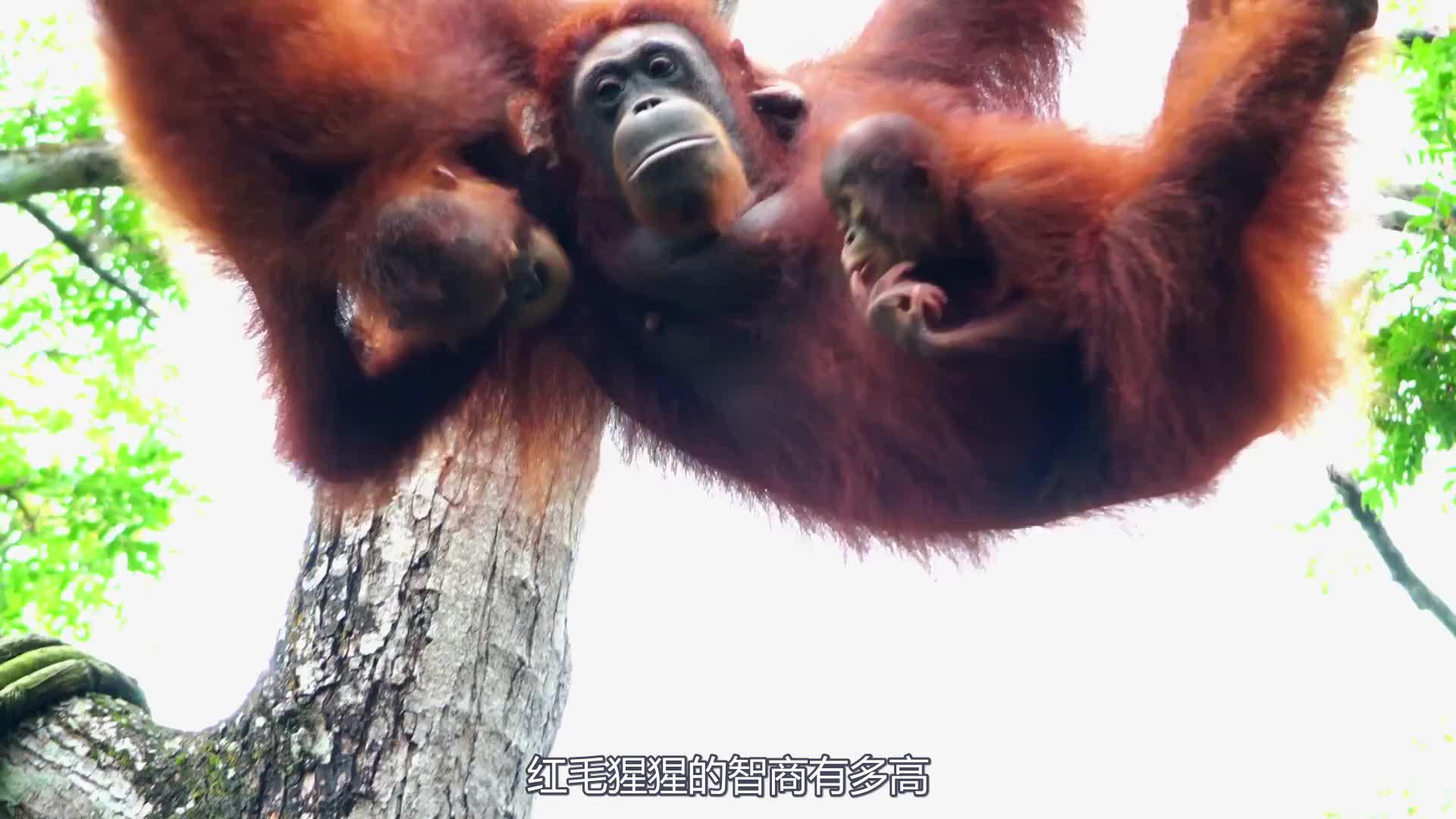 红毛猩猩的智商有多高?科学家拍到珍稀画面,甘拜下风