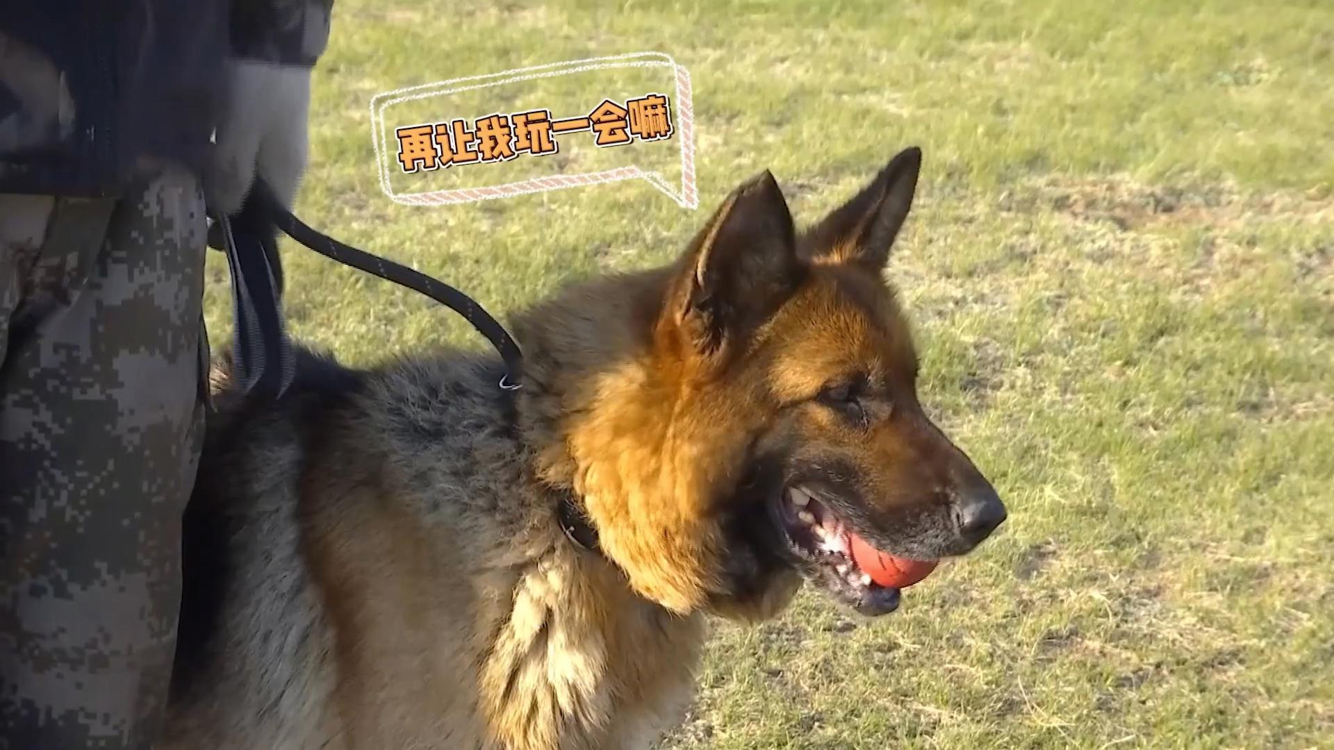 边防线的神犬奇兵,网友:爱了爱了!