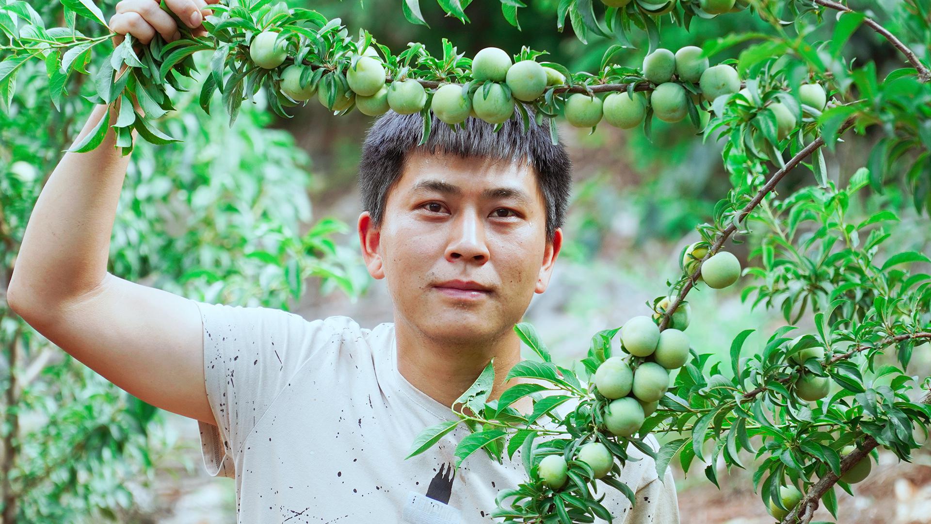 云南高山青脆甜李子,果肉多汁脆甜脱骨,看着口水都流出来了