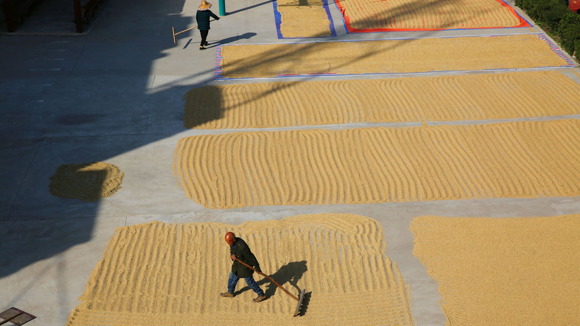 晒秋:西安稻地江村民抢抓晴好天气晒稻谷,满地金黄稻谷飘香