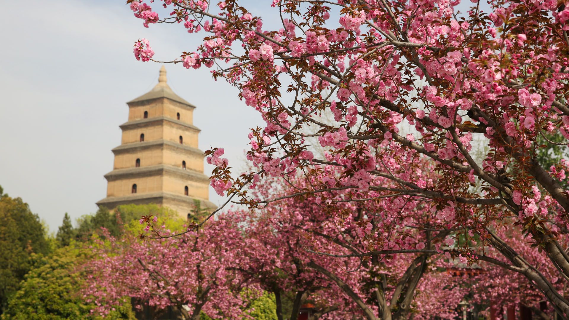 西安大雁塔下樱花盛开千年古塔和浪漫樱花组成一幅绝美春景图