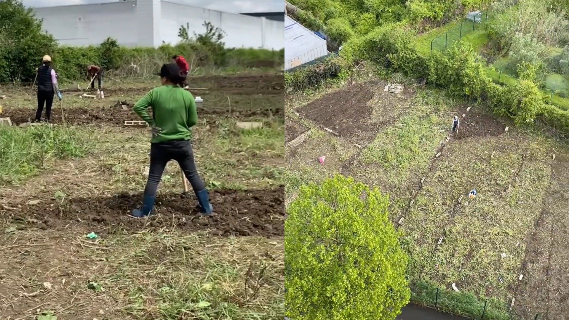种菜DNA觉醒!华人在巴黎开垦荒地种菜,老外帮助申请土地|巴黎|种菜|老外_新浪新闻