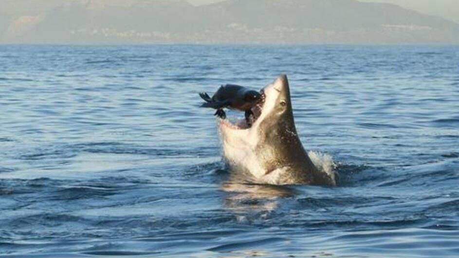渔民拍到大白鲨袭击海豹 吃掉一半的尸体被丢弃