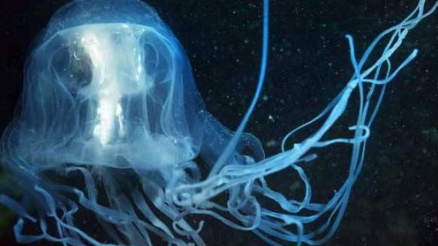 地球上对人类毒性最大的生物,眼睛与人类相似,被称作"海黄蜂"