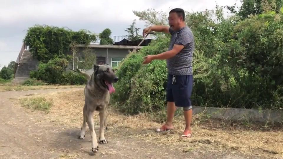 这只巨型狼青犬,身形头版都无可挑剔,在全国也拍前几名,欣赏下