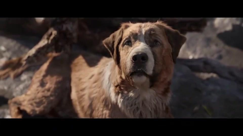 巴克变的越来越厉害,老主人都不愁吃喝了,养狗如此真好