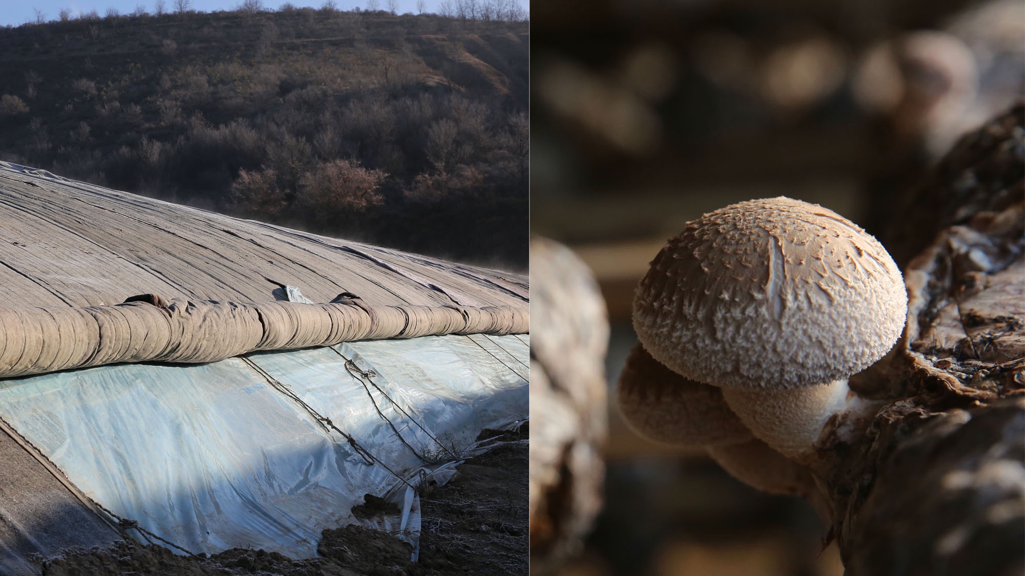 黄土高原上的香菇种植基地有200万个菌袋香菇长得慢品质好