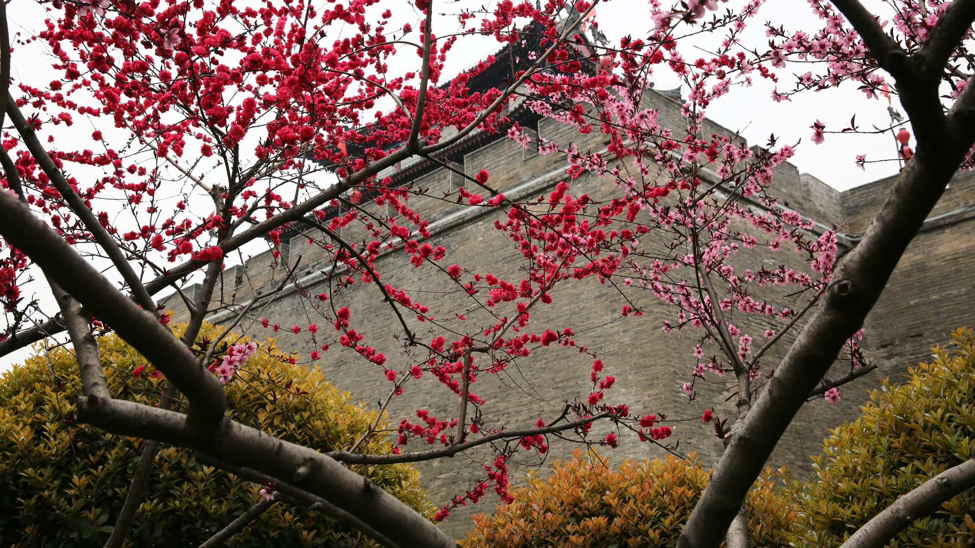 西安环城公园桃花盛开丁香花飘香古城墙下春意盎然