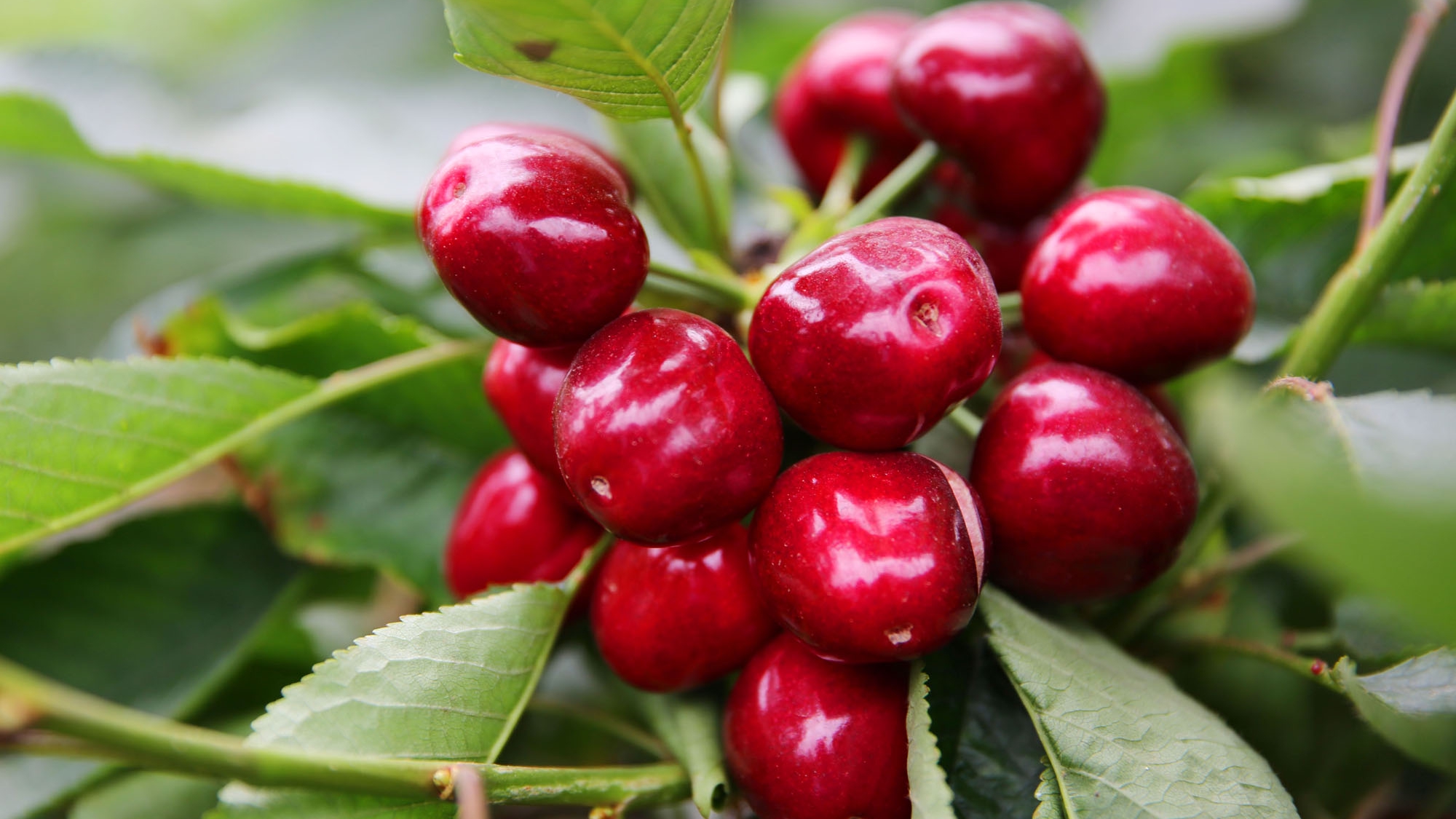 澄城樱桃大户雇人采摘樱桃,按小时付工钱,一斤樱桃卖到150元