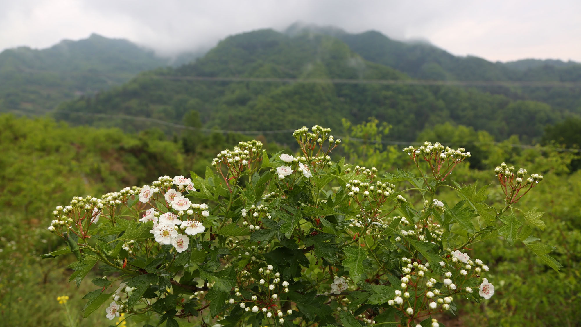 陕西秦岭山村:山楂花盛开,大山上的300亩山楂园今年有望丰产