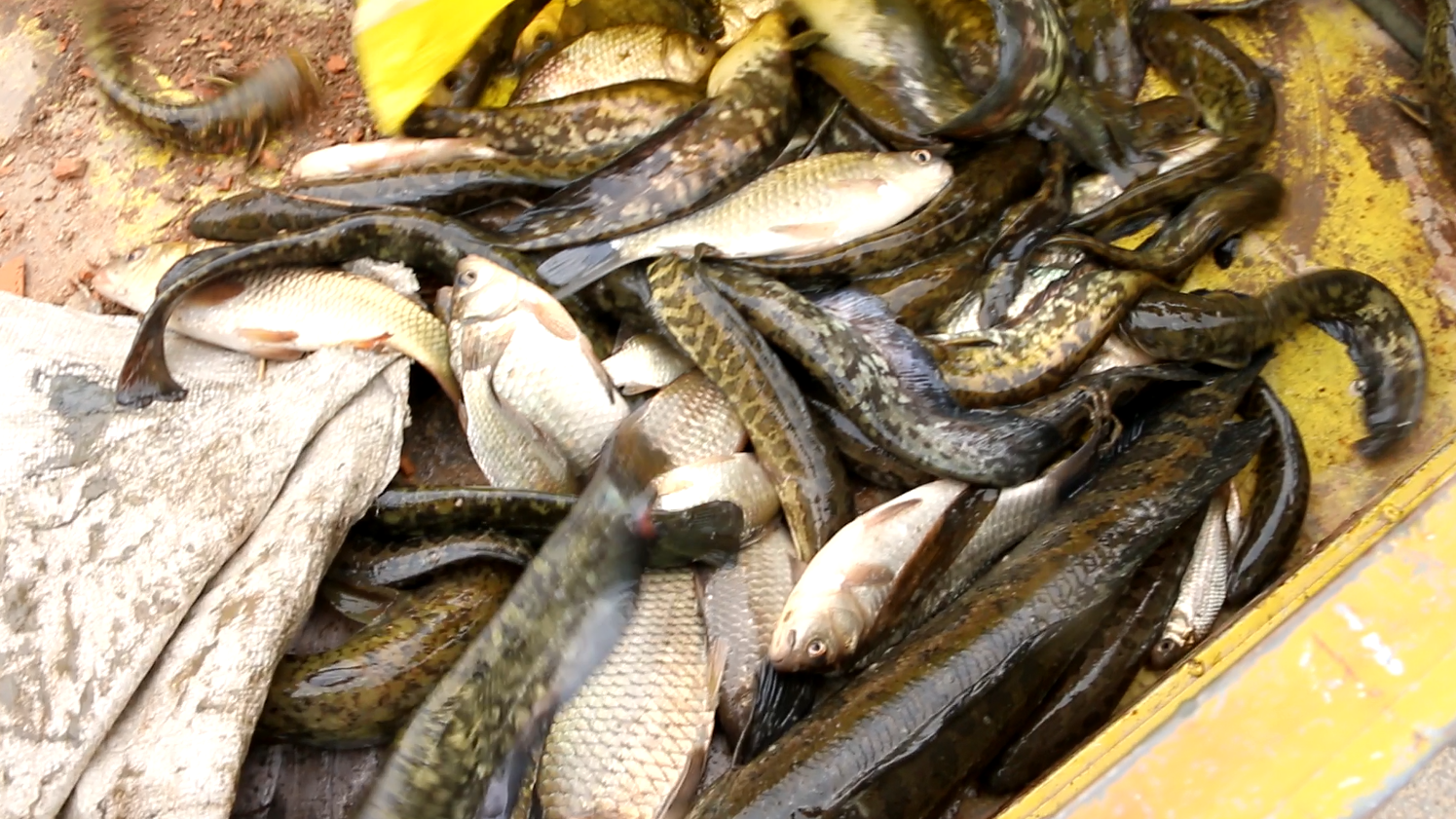 大哥和同学一起钻桥洞抓鱼,这么短的桥洞里,逮上来上百斤鱼!