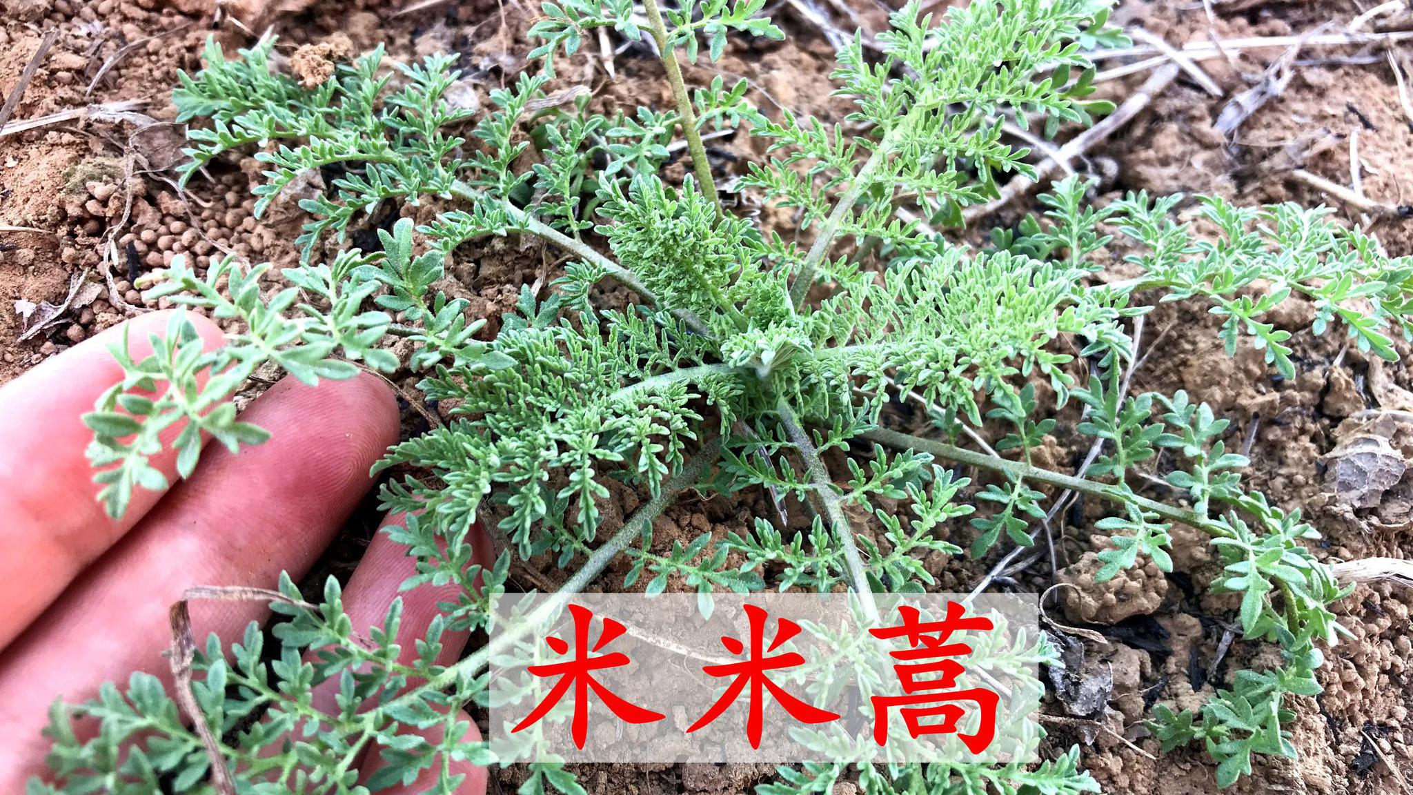 原来还有这么高的价值,挖些回家煮水