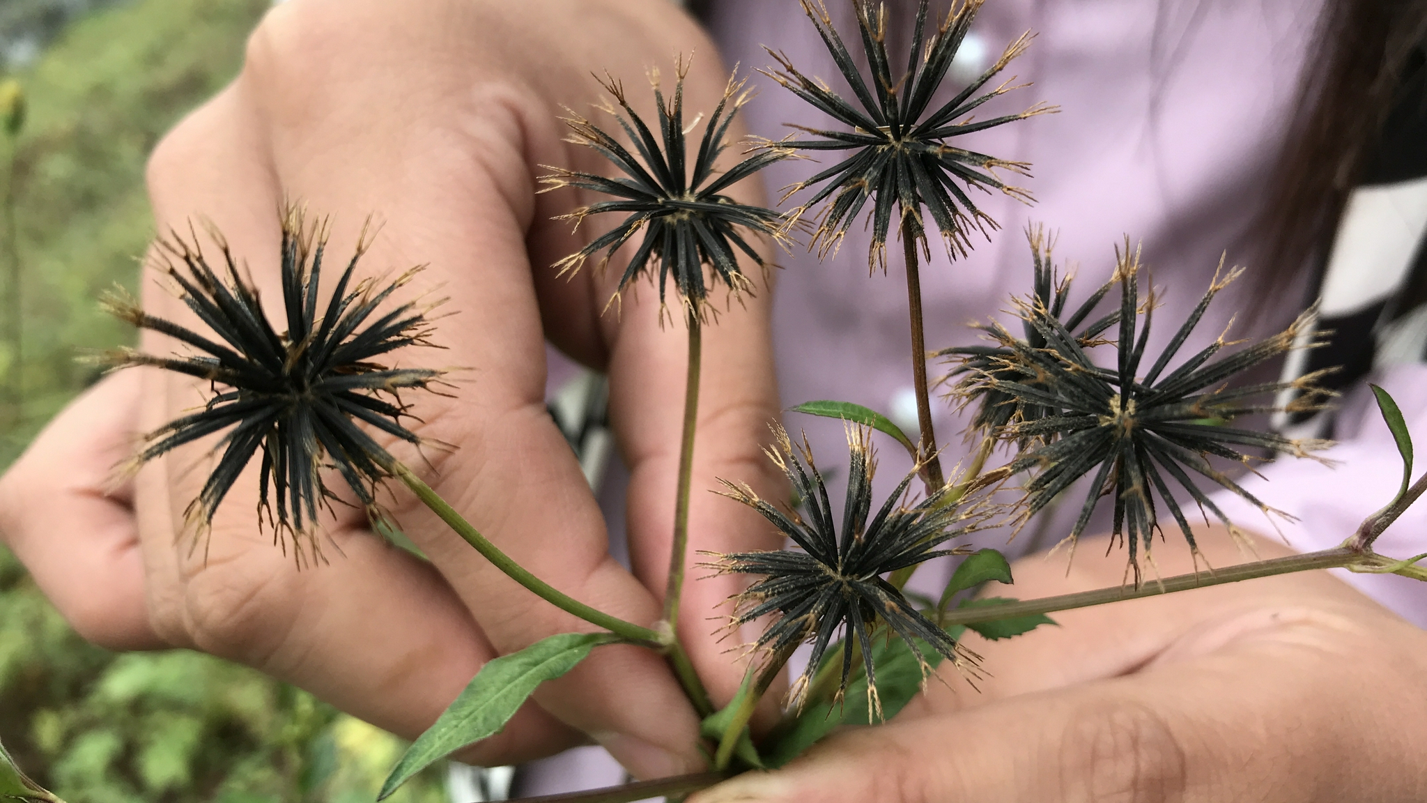 鬼针草又叫粘人草价值高拿来煮水解决不少家庭烦恼