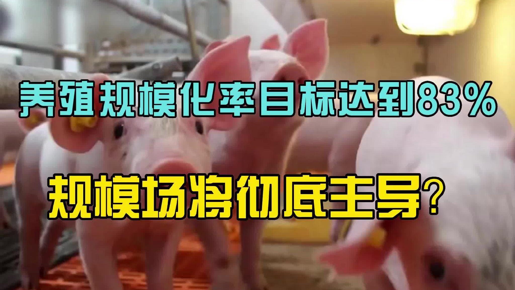 大力扶持楼房养猪！规模场或彻底主导养猪业！|养猪|养殖|规模场_新浪新闻