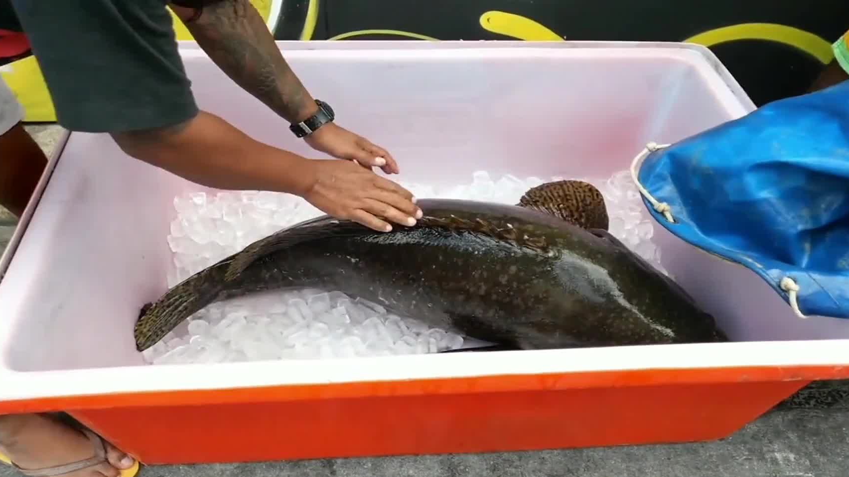 老板花18000元买大龙趸石斑鱼重达100斤先冰冻它再切割处理