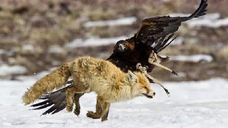 世界"最凶猛"的老鹰,传言是狼的唯一"天敌",能直接将其活抓