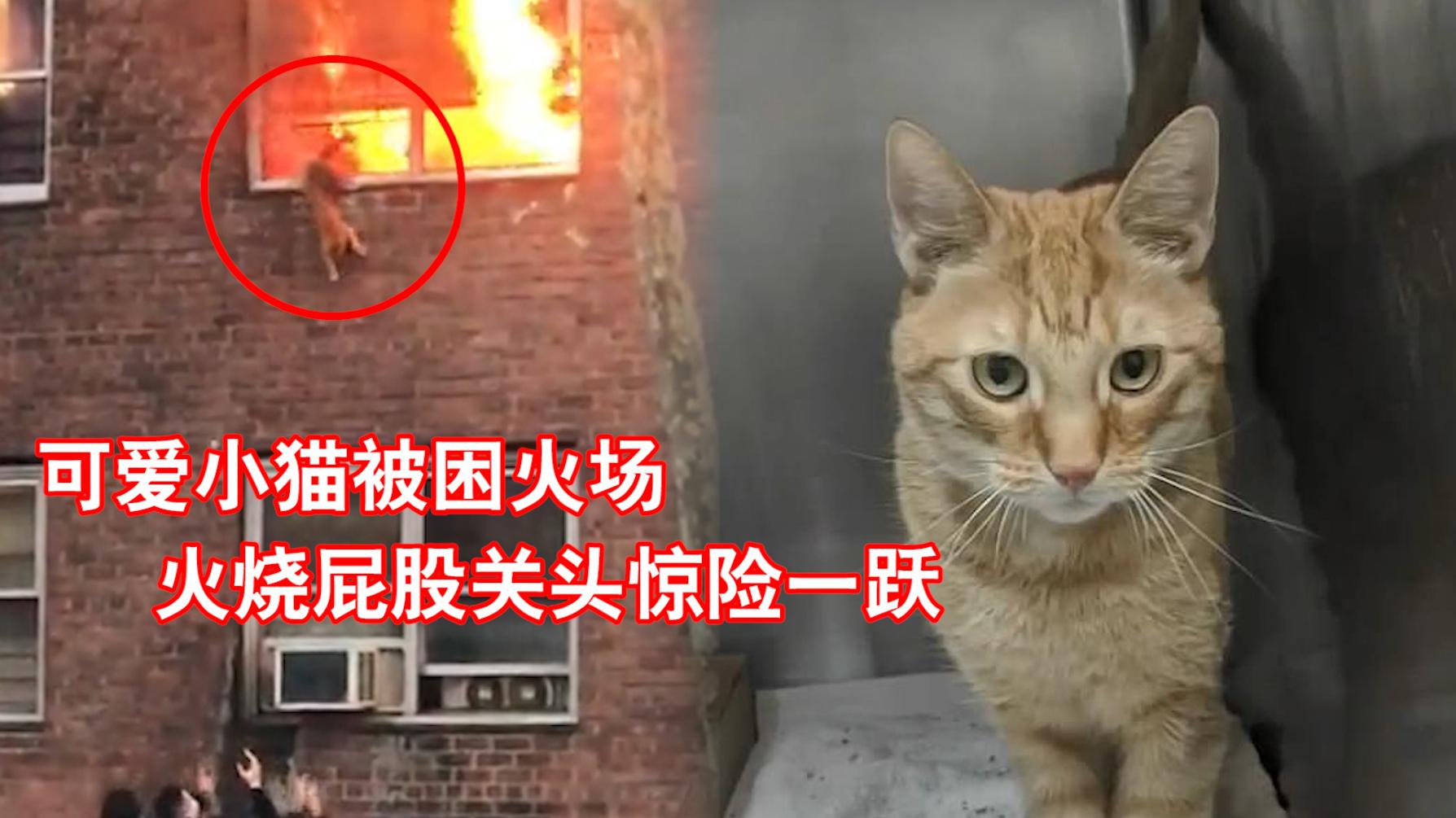 猛火袭来小猫不幸被烧屁股 生死瞬间二楼跳窗惊险逃生
