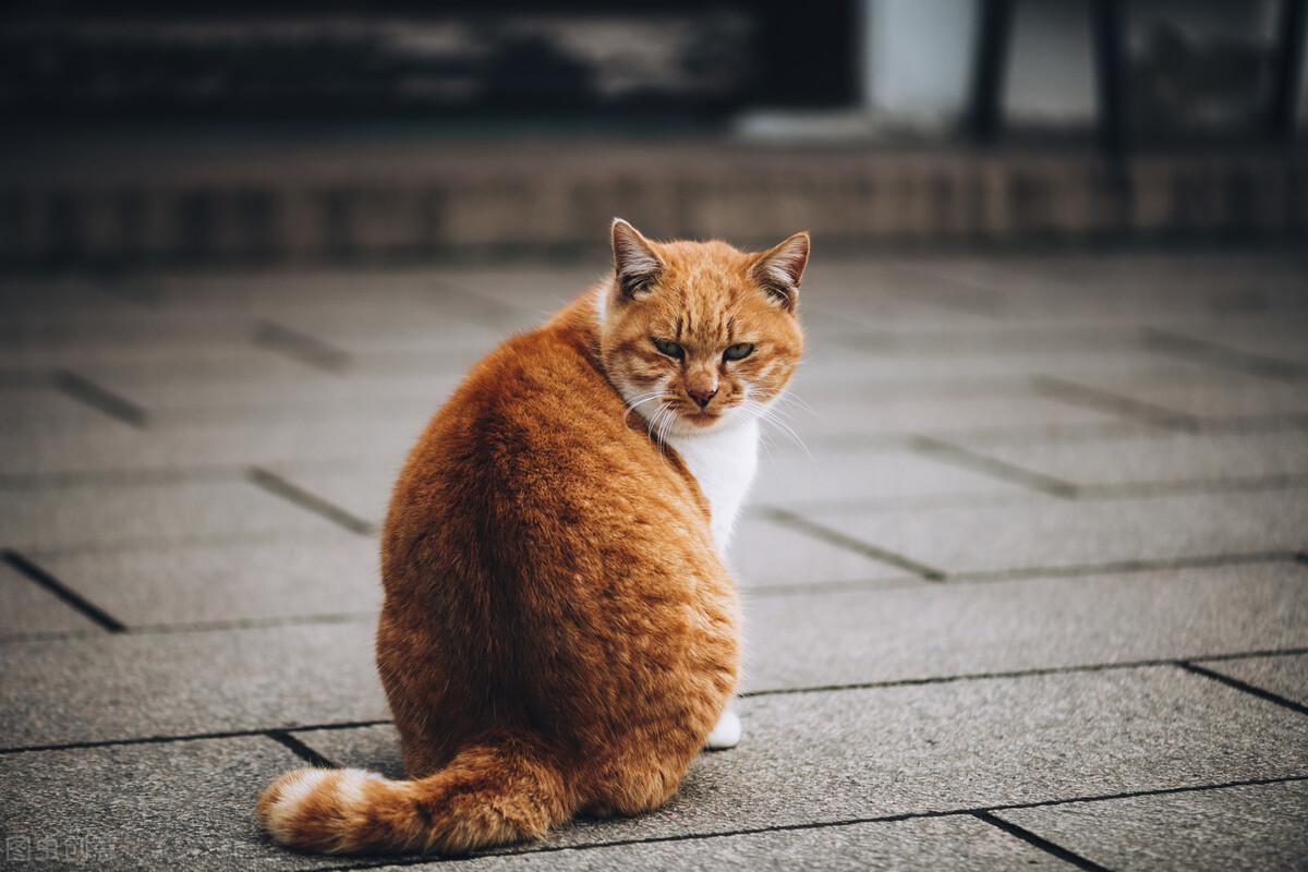 橘猫为什么容易胖？|雄性_新浪新闻