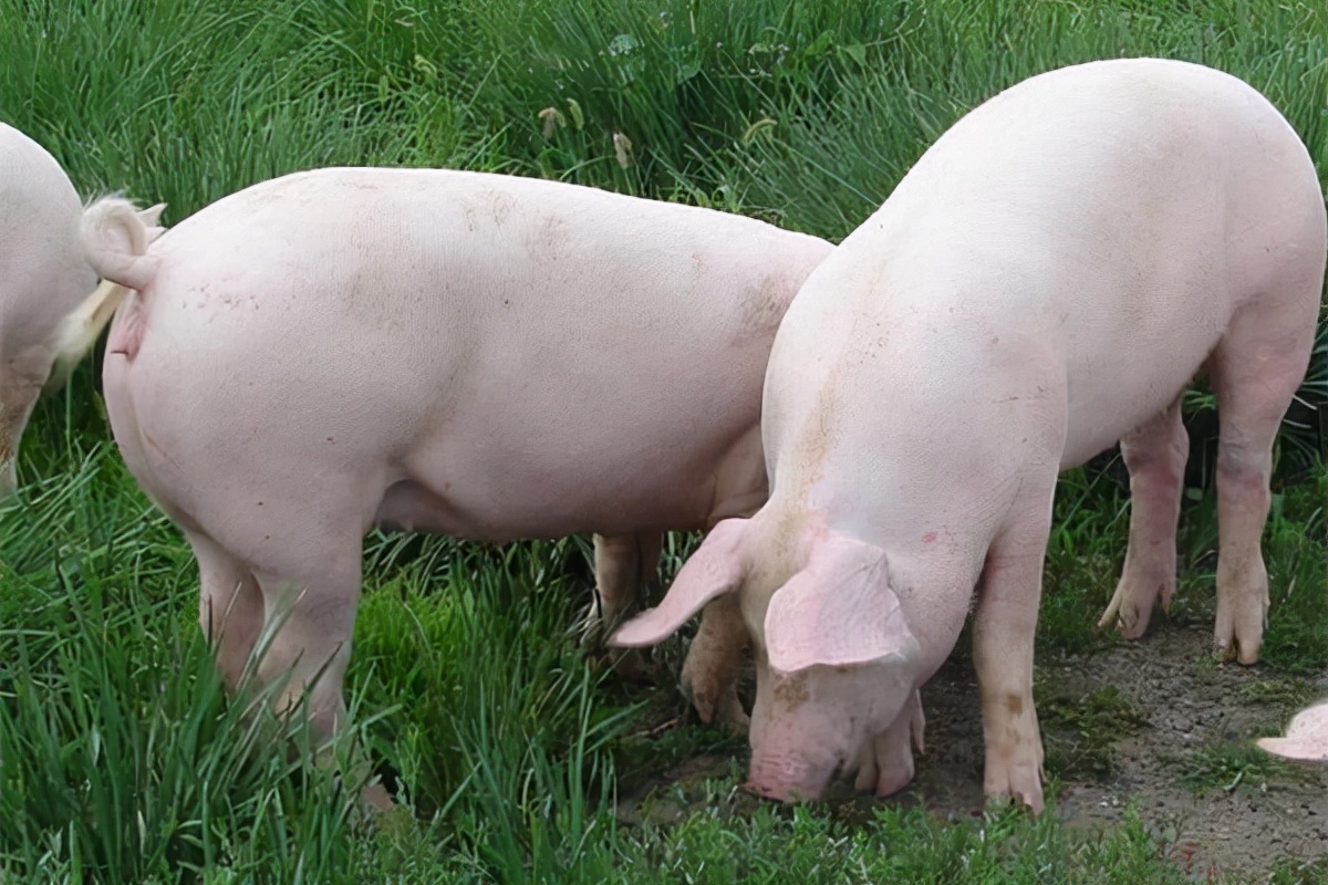 生猪价格窄幅下跌,节后市场悲观情绪转浓!