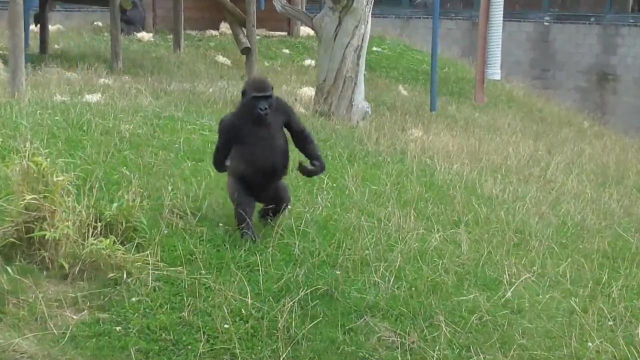 猩猩模仿饲养员走路,走出了六亲不认的步伐,这姿势真是让人着迷